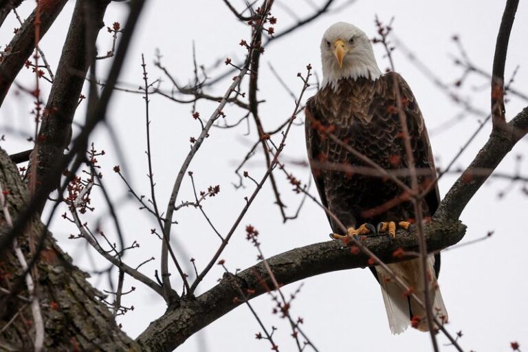 Biden reverses Trump’s move to weaken protections for endangered animals and plants.