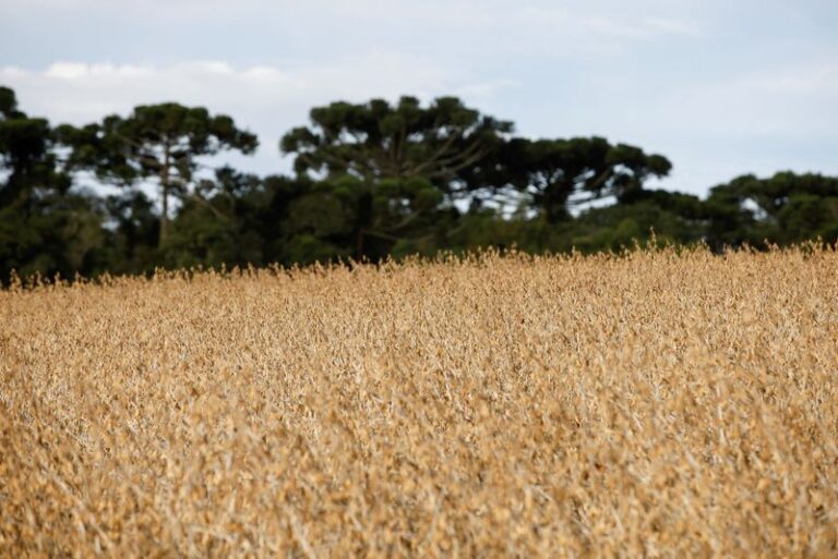 Brazil soy, corn harvest estimates expand more due to weather issues -Braun By Reuters