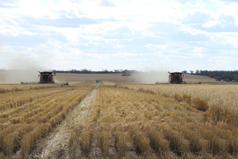 The Exclusive-Chinese purchasers call off or delay Australian wheat purchases amid global oversupply By Reuters