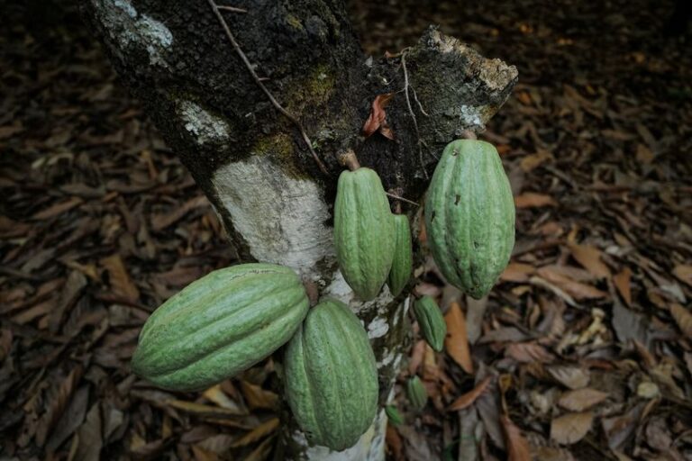 Cocoa crisis in West Africa drives continuous increase in chocolate prices.