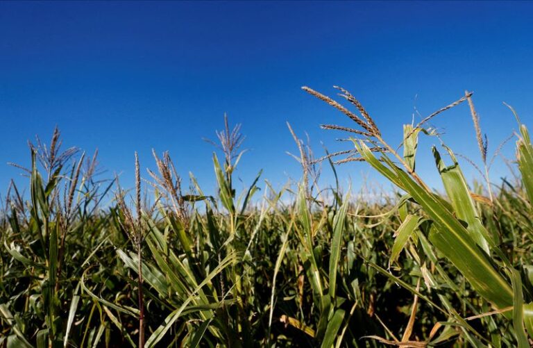 Showers, lower temperatures in Argentina may slow leafhopper spread in farms.